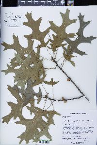 Quercus palustris image