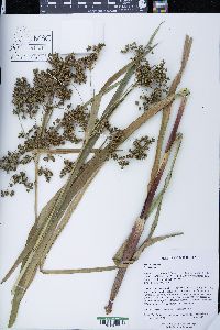 Scirpus expansus image