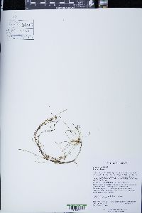 Cuscuta cephalanthi image