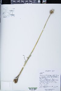 Allium vineale image