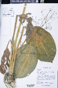 Alisma triviale image