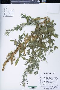 Epilobium hirsutum image
