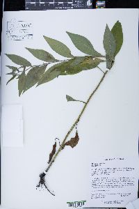 Hackelia virginiana image