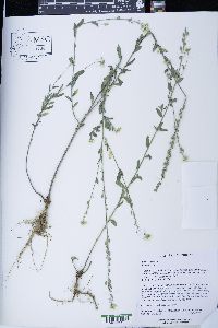 Berteroa incana image