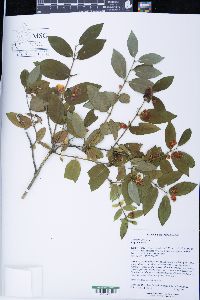 Lonicera morrowii image