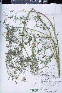 Securigera varia image