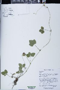 Potentilla indica image