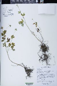 Enemion biternatum image