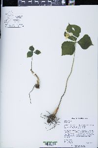 Trillium flexipes image