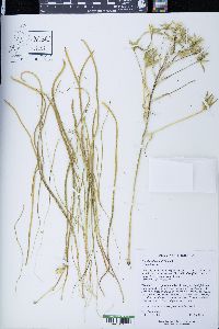 Ornithogalum umbellatum image