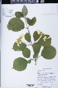 Viburnum plicatum image