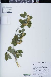 Crataegus punctata image