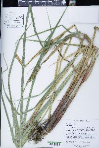 Carex lacustris image
