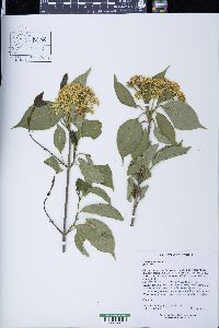 Viburnum lentago image