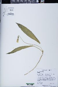 Erythronium albidum image