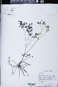 Thalictrum dioicum image