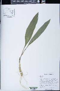 Allium tricoccum image