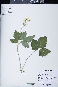 Cardamine diphylla image