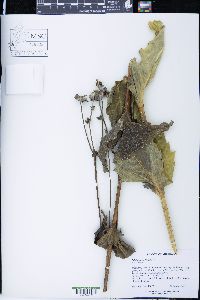Silphium perfoliatum image