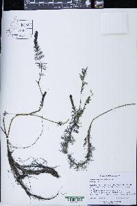 Myriophyllum sibiricum image