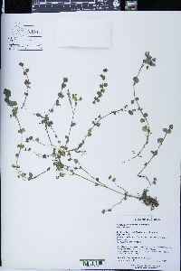 Chrysosplenium americanum image