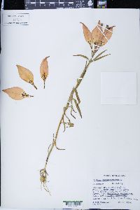 Lilium philadelphicum image