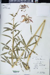 Lilium michiganense image