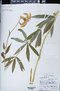Lilium michiganense image