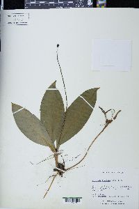 Clintonia borealis image