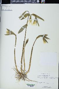 Uvularia grandiflora image