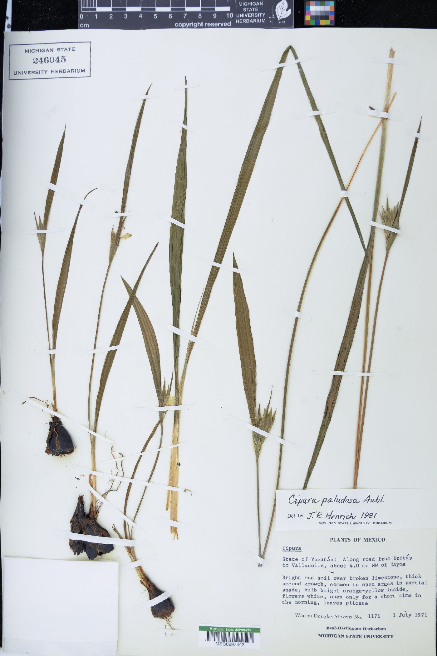 Cipura paludosa image