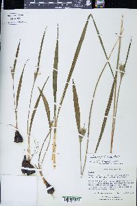 Cipura paludosa image