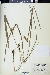 Cipura paludosa image