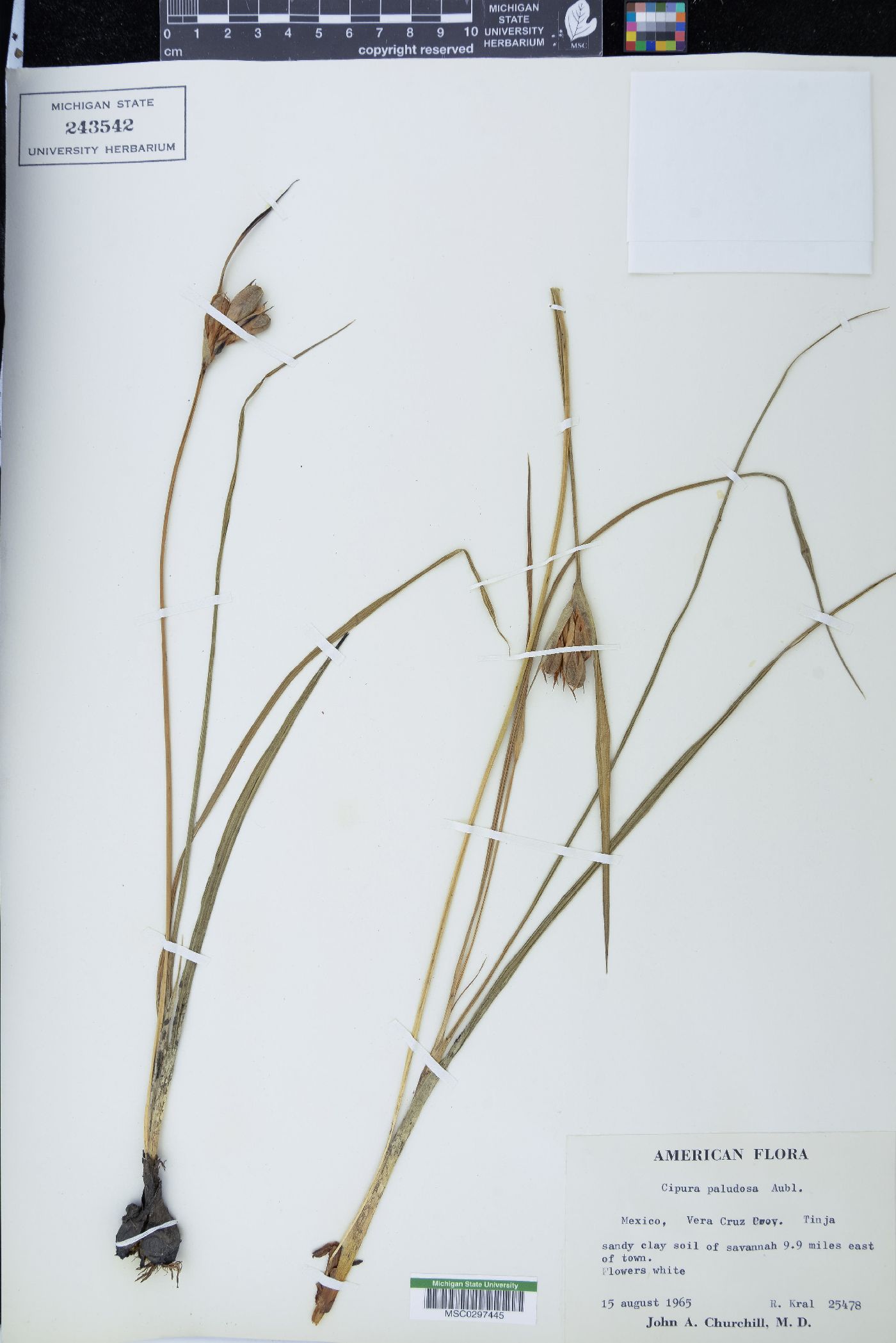 Cipura paludosa image