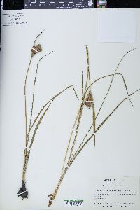 Cipura paludosa image