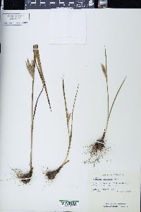 Cipura paludosa image