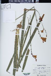 Crocosmia × crocosmiiflora image