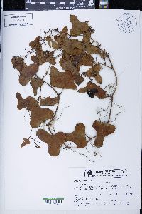 Smilax bona-nox image