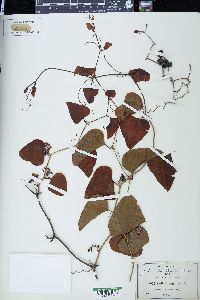 Smilax bona-nox image