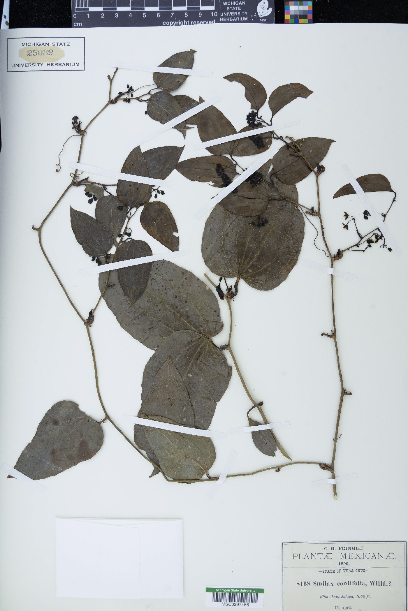 Smilax cordifolia image
