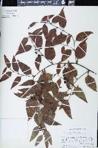Smilax domingensis image