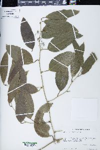 Smilax domingensis image