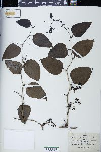 Smilax jalapensis image