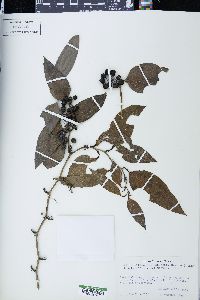 Smilax jalapensis image
