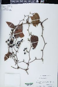 Smilax jalapensis image