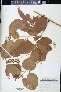 Smilax lanceolata image
