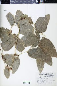 Smilax lanceolata image