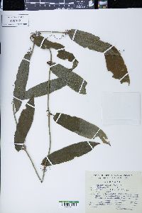 Smilax mollis image