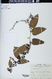 Smilax mollis image