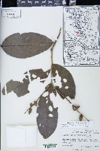 Lithocarpus kunstleri image